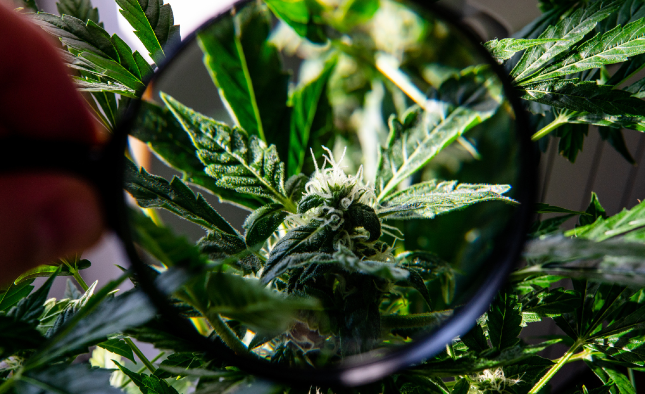 Działanie podobne do konopi